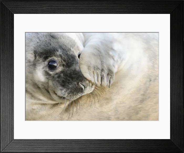 Framed Print : UK, United Kingdom, Lincolnshire, Curious grey seal pup on the beach