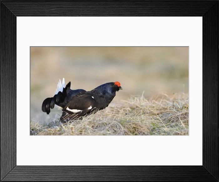 Framed Print : Italy, Friuli-Venezia Giulia, Tetrao tetrix (Black Grouse) Framed Print : Italy, Friuli-Venezia Giulia, Tetrao tetrix (Black Grouse)