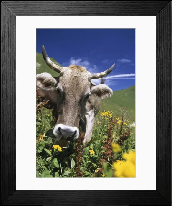 Framed Print : Cow in the Alps, Oberstdorf, Allgaeu, Bavaria, Germany Framed Print : Cow in the Alps, Oberstdorf, Allgaeu, Bavaria, Germany