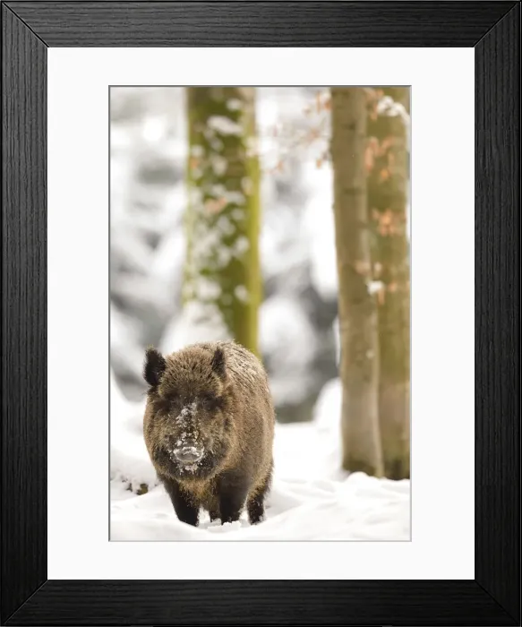 Framed Print : Germany, Bavaria, The Boar advances in the woods after a snowfall Framed Print : Germany, Bavaria, The Boar advances in the woods after a snowfall
