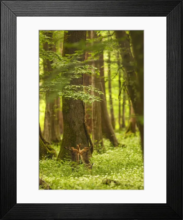 Framed Print : Italy, Friuli Venezia Giulia, Hare in the spring forest