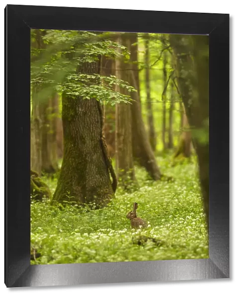 Italy, Friuli Venezia Giulia, Hare in a spring forest