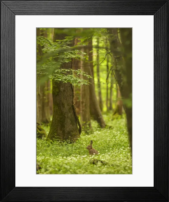 Framed Print : Italy, Friuli Venezia Giulia, Hare in a spring forest Framed Print : Italy, Friuli Venezia Giulia, Hare in a spring forest