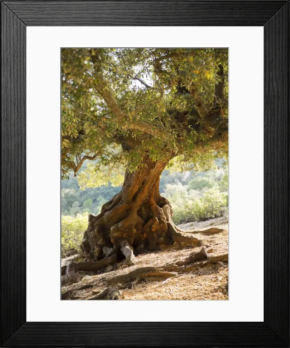 Framed Print : Italy, Sardinia, Cala Goloritze, Olive Tree Framed Print : Italy, Sardinia, Cala Goloritze, Olive Tree