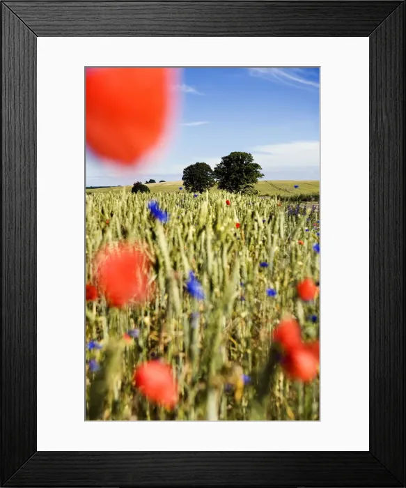 Framed Print : Cornfield, Mecklenburg-Western Pomerania, Germany Framed Print : Cornfield, Mecklenburg-Western Pomerania, Germany