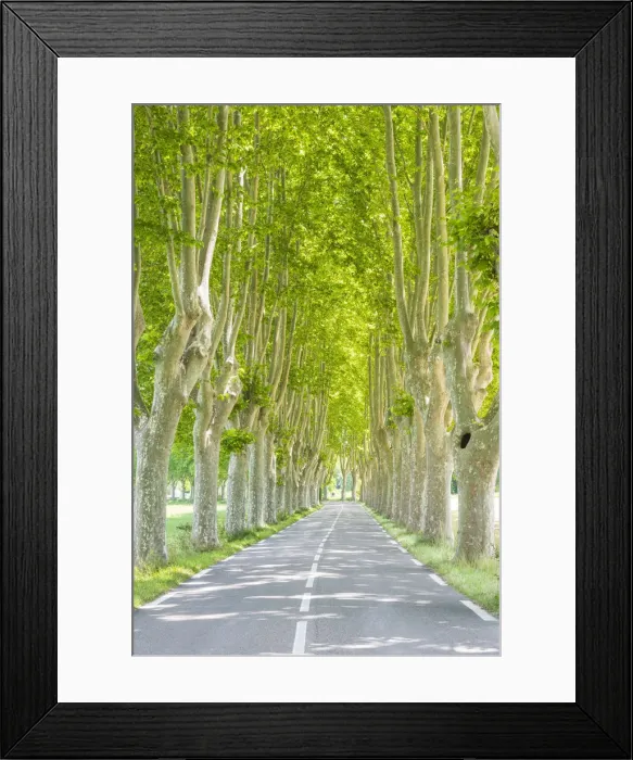 Framed Print : Sycamore Tree-lined Road, Provence, France Framed Print : Sycamore Tree-lined Road, Provence, France