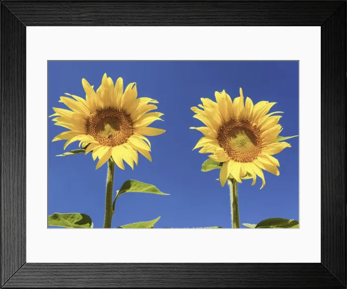 Framed Print : Two Sunflowers, Provence, France