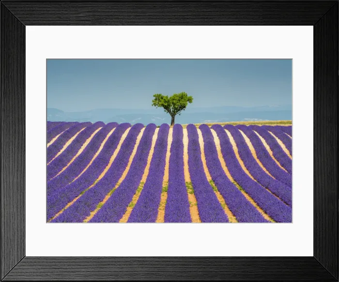 Framed Print : Lone Tree in Field of Lavender, Provence, France Framed Print : Lone Tree in Field of Lavender, Provence, France