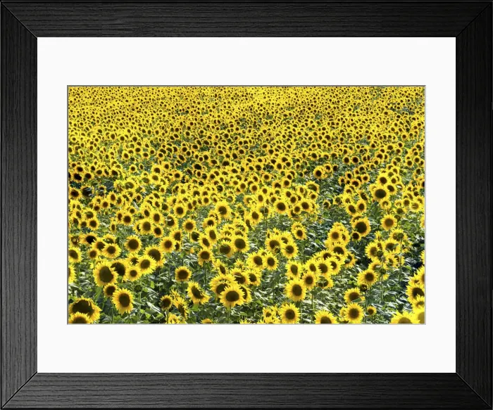 Framed Print : Field of Sunflowers, Provence, France