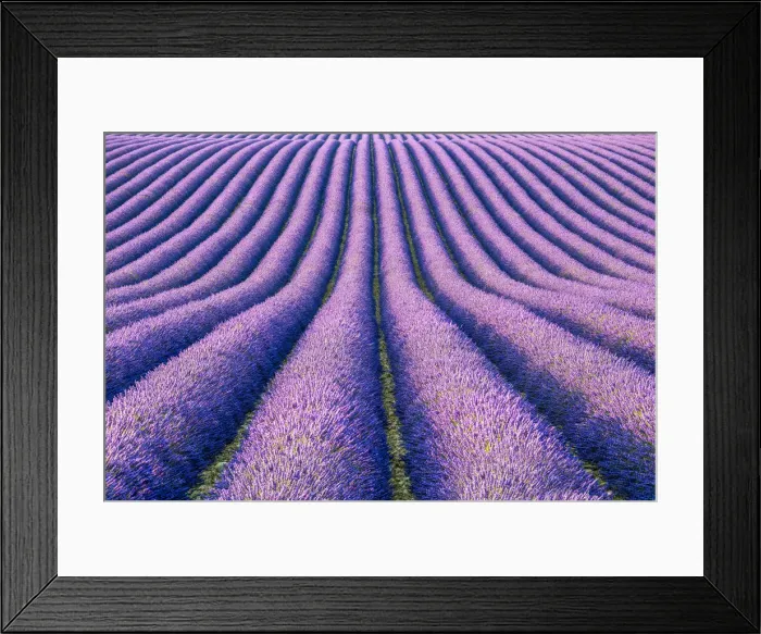 Framed Print : Fields of Lavender, Provence, France Framed Print : Fields of Lavender, Provence, France