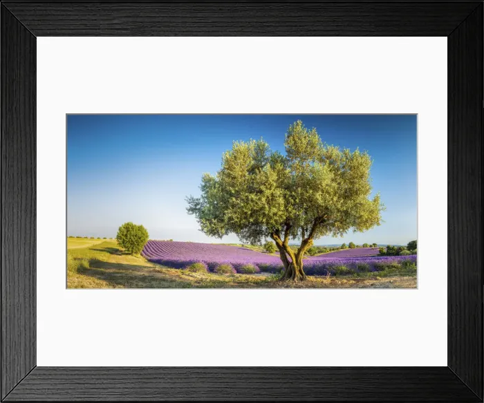 Framed Print : Olive Tree & Field of Lavender, Provence, France Framed Print : Olive Tree & Field of Lavender, Provence, France