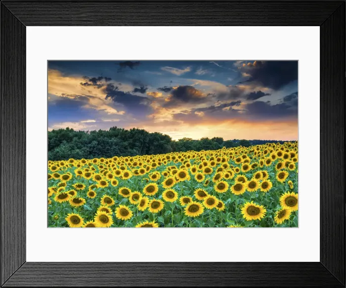 Framed Print : Field of Sunflowers at Sunset, Provence, France Framed Print : Field of Sunflowers at Sunset, Provence, France