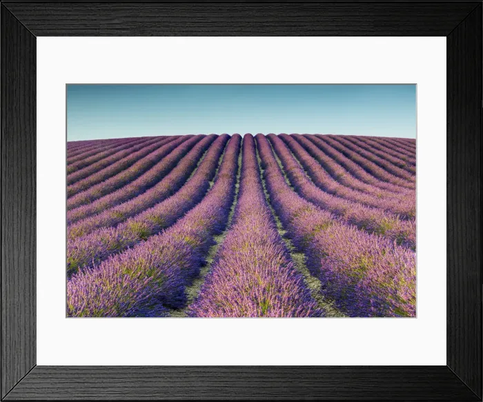 Framed Print : Field of Lavender, Provence, France Framed Print : Field of Lavender, Provence, France