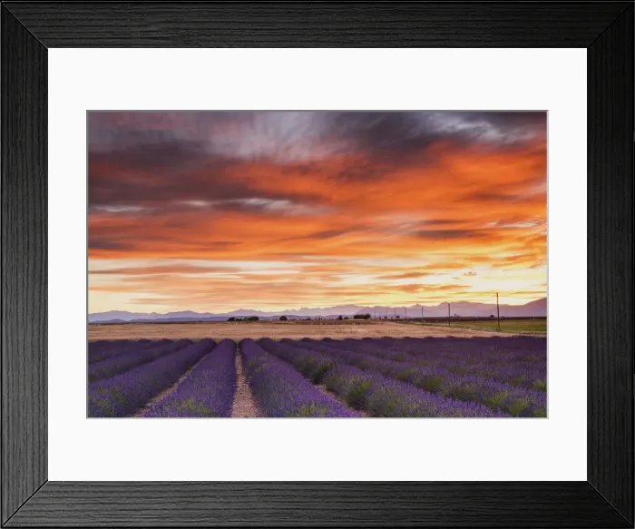 Framed Print : Field of Lavender at Sunrise, Provence, France Framed Print : Field of Lavender at Sunrise, Provence, France