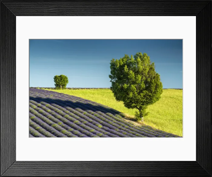 Framed Print : Field of Lavender & Trees, Valensole, Provence, France Framed Print : Field of Lavender & Trees, Valensole, Provence, France