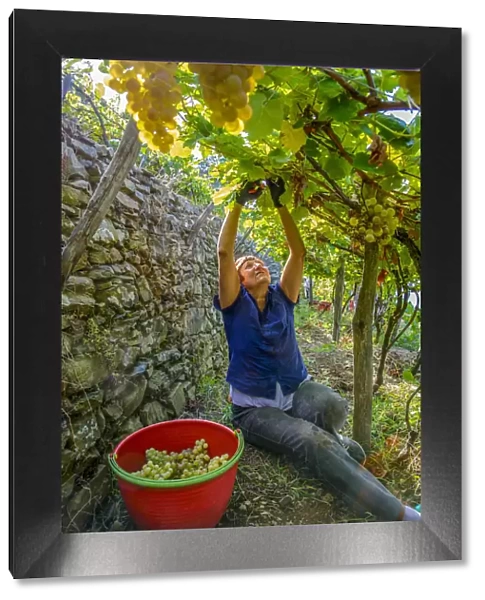 Europe, italy, Liguria. Grape harvest at Cinque Terre