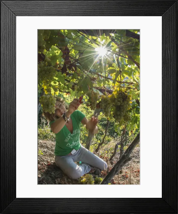Framed Print : Europe, italy, Liguria. Grape harvest at Cinque Terre Framed Print : Europe, italy, Liguria. Grape harvest at Cinque Terre