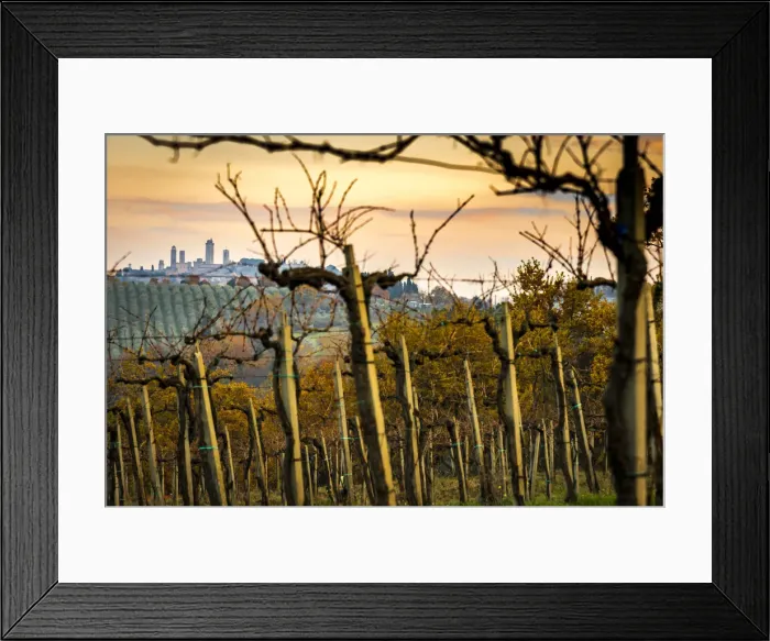 Framed Print : Europe, Italy, Tuscany. Vineyards and San Gimignano Framed Print : Europe, Italy, Tuscany. Vineyards and San Gimignano