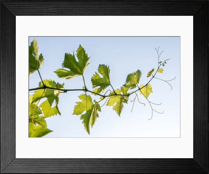 Framed Print : Europe, italy, Liguria. Grape vine in the Cinque terre Framed Print : Europe, italy, Liguria. Grape vine in the Cinque terre