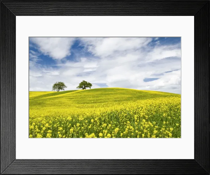 Framed Print : Rape Fields in Orcia Valley, Tuscany, Italy Framed Print : Rape Fields in Orcia Valley, Tuscany, Italy