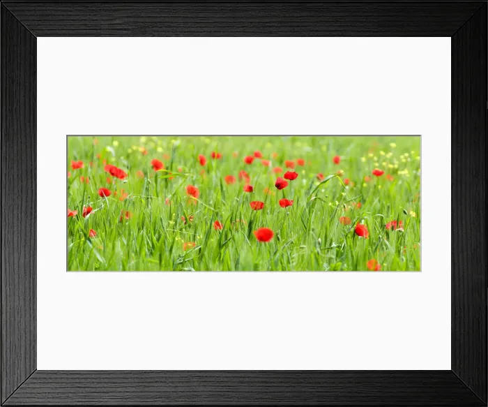 Framed Print : Happy poppies in Valle de Orcia, Tuscany, Italy Framed Print : Happy poppies in Valle de Orcia, Tuscany, Italy