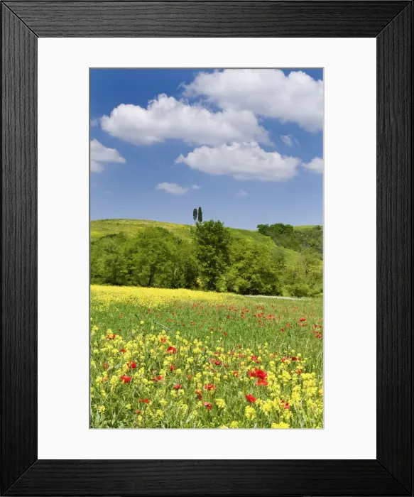 Framed Print : Rape field and poppies in Orcia Valley, Tuscany, Italy