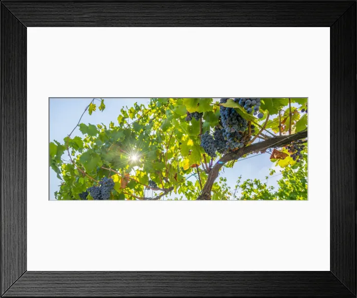 Framed Print : Europe, Italy, Emilia-Romagna. vineyard near to Modena Framed Print : Europe, Italy, Emilia-Romagna. vineyard near to Modena