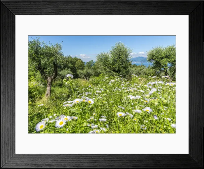 Framed Print : Europe, Italy, Veneto. Olive grove at the garda lake Framed Print : Europe, Italy, Veneto. Olive grove at the garda lake