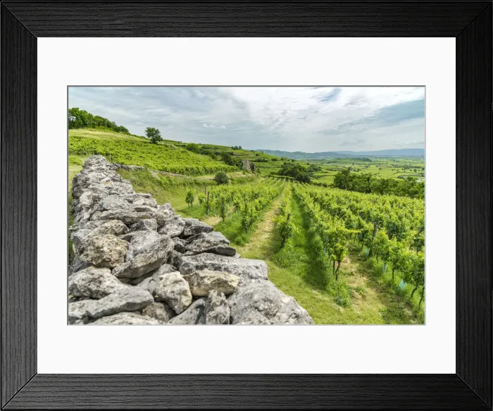 Framed Print : Europe, Italy, Veneto. Vineyards near Soave Framed Print : Europe, Italy, Veneto. Vineyards near Soave