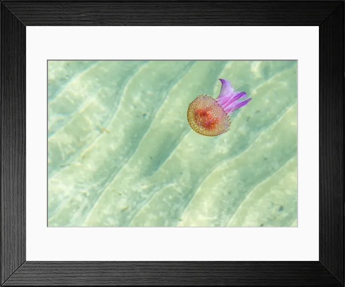 Framed Print : Europe, Italy. Liguria. Jellyfish in the mediterranean sea Framed Print : Europe, Italy. Liguria. Jellyfish in the mediterranean sea