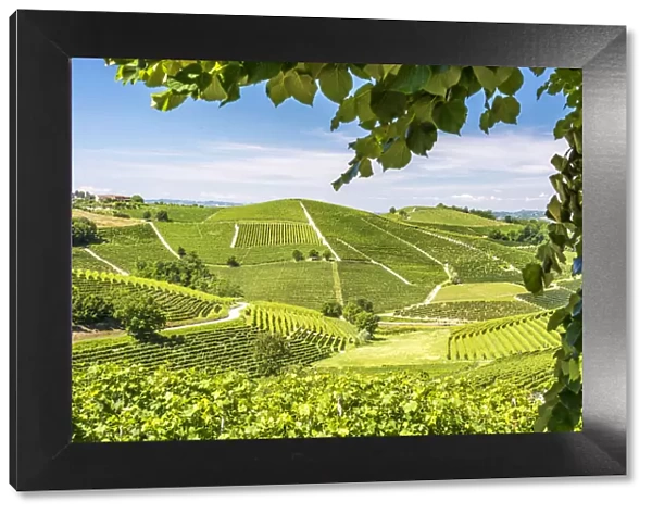 Europe, Italy, Piedmont. View over the Barolo vineyards