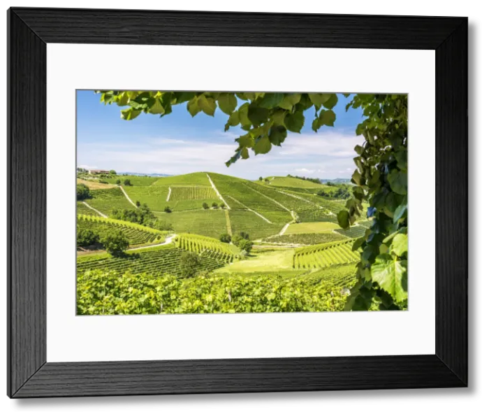 Framed Print : Europe, Italy, Piedmont. View over the Barolo vineyards Framed Print : Europe, Italy, Piedmont. View over the Barolo vineyards