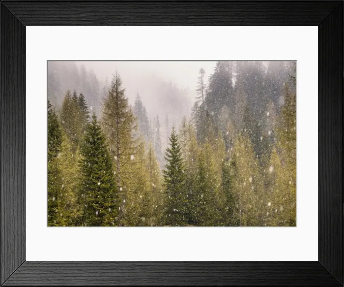 Framed Print : Snowfalling in Larch Forest, Dolomites, Italy Framed Print : Snowfalling in Larch Forest, Dolomites, Italy