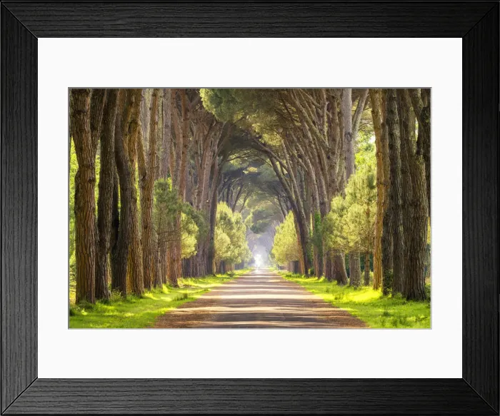 Framed Print : Avenue of Pine Trees, Natural Park of Migliarino San Rossore Massaciuccoli, Pisa, Tuscany Framed Print : Avenue of Pine Trees, Natural Park of Migliarino San Rossore Massaciuccoli, Pisa, Tuscany