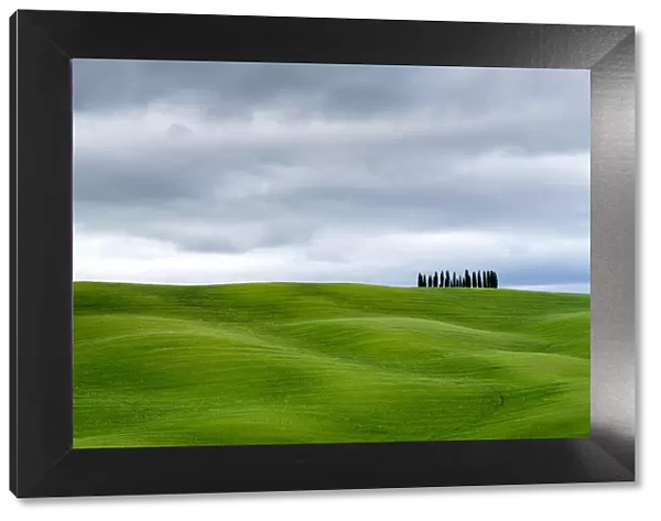 Tuscan landscape, rolling hills with wheat fields and cypress trees, San Quirico