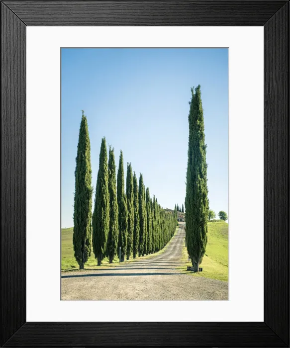Framed Print : Rows of cyprus trees at Agritourismo Poggio Covili, Castiglione d Orcia, Val Framed Print : Rows of cyprus trees at Agritourismo Poggio Covili, Castiglione d Orcia, Val