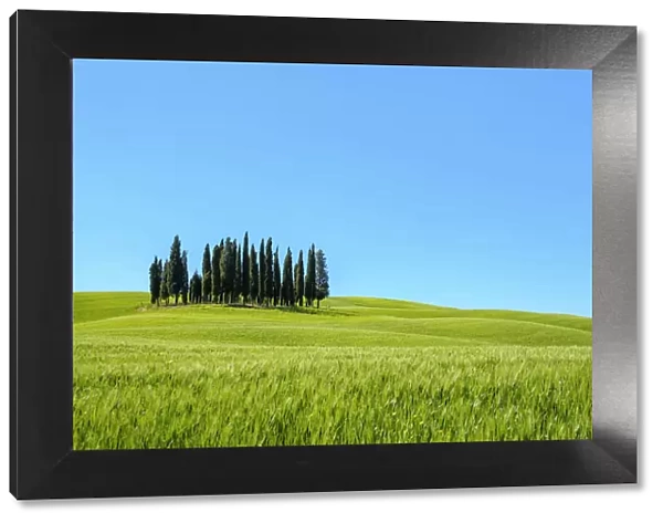 Cypress trees and Tuscan landscape in Val d Orcia, San Quirico d Orcia, Tuscany