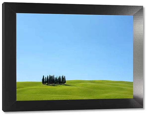 Cypress trees and Tuscan landscape in Val d Orcia, San Quirico d Orcia, Tuscany