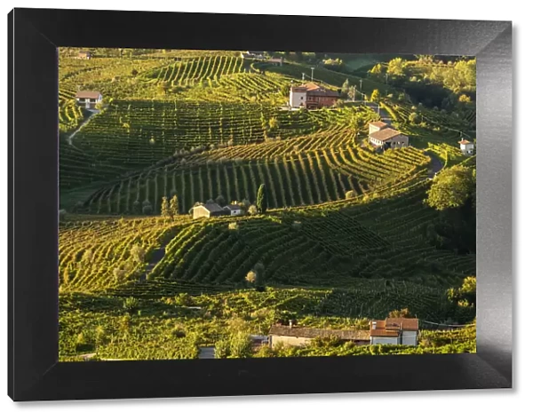 Italy, Veneto. Prosecco Road. Treviso district. Follo, vineyards of Prosecco