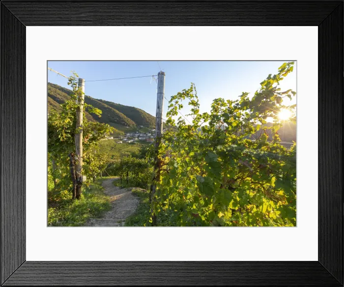 Framed Print : Italy, Veneto. Prosecco Road. Treviso district. Follo, vineyards of Prosecco Framed Print : Italy, Veneto. Prosecco Road. Treviso district. Follo, vineyards of Prosecco