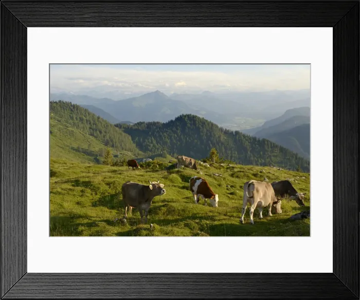 Framed Print : Cows, Reit im Winkl, Bavaria, Germany Framed Print : Cows, Reit im Winkl, Bavaria, Germany