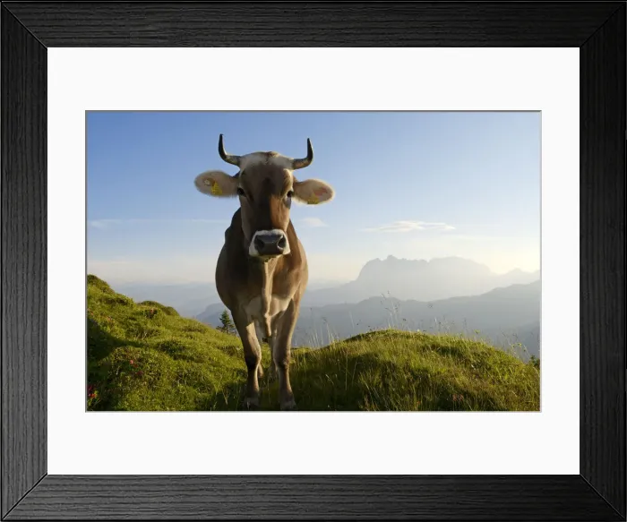 Framed Print : Cows, Reit im Winkl, Bavaria, Germany