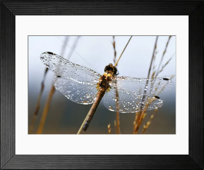 Framed Print : Dragonfly with dew drops on the wings clings to reed, Chiemgau, Upper Bavaria, Bavaria Framed Print : Dragonfly with dew drops on the wings clings to reed, Chiemgau, Upper Bavaria, Bavaria