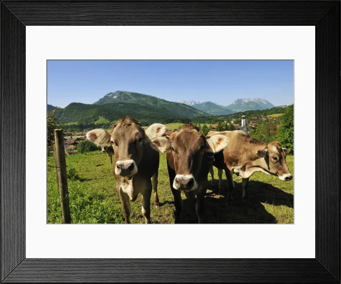 Framed Print : Cows, Reit im Winkl, Bavaria, Germany Framed Print : Cows, Reit im Winkl, Bavaria, Germany