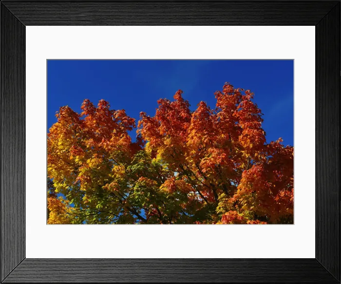 Framed Print : Autumn leaves, Chiemgau, Bavaria, Germany Framed Print : Autumn leaves, Chiemgau, Bavaria, Germany