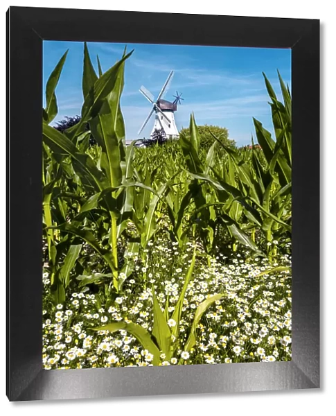 Windmill, Westerholz, Baltic coast, Schleswig-Holstein, Germany