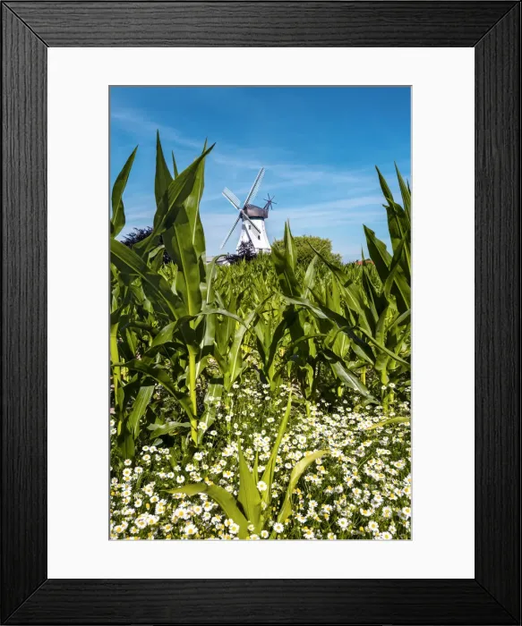 Framed Print : Windmill, Westerholz, Baltic coast, Schleswig-Holstein, Germany