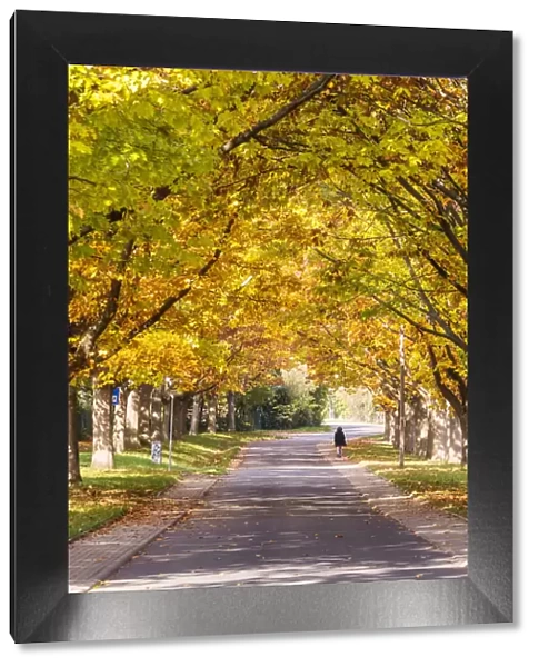 Tree lined road in autumn, Oestrich-Winkel, Rhine valley, Hesse, Germany