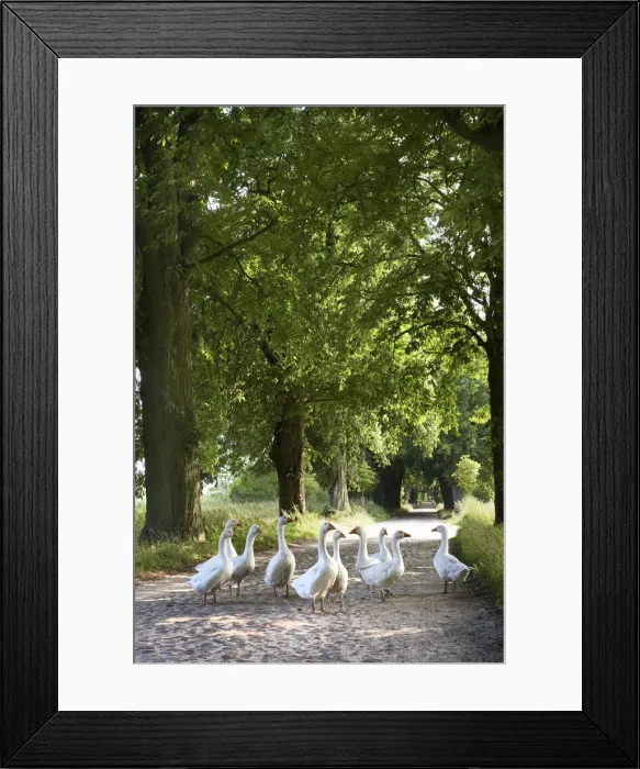 Framed Print : Geese, Lancken-Granitz, Rugen Island, Mecklenburg-Western Pomerania, Germany