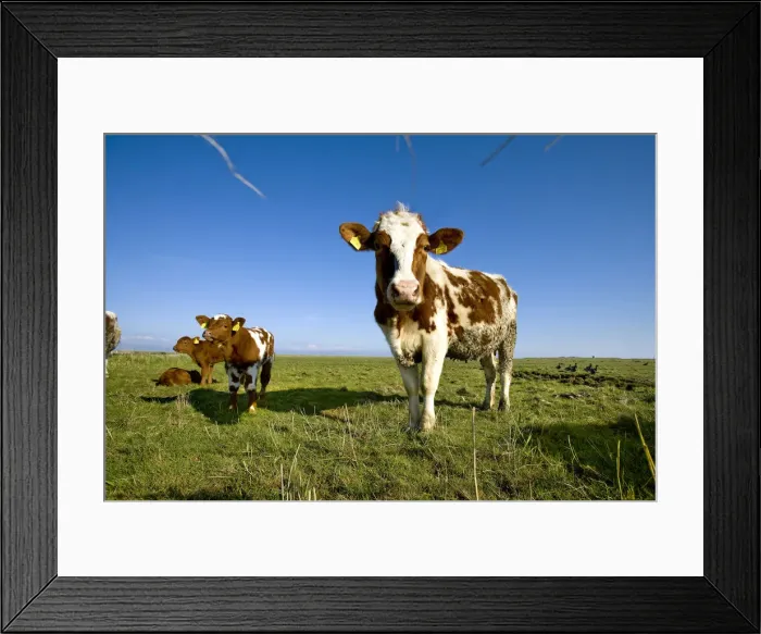 Framed Print : Cows, Hallig Hooge, Northern Frisia, Schleswig Holstein, Germany Framed Print : Cows, Hallig Hooge, Northern Frisia, Schleswig Holstein, Germany